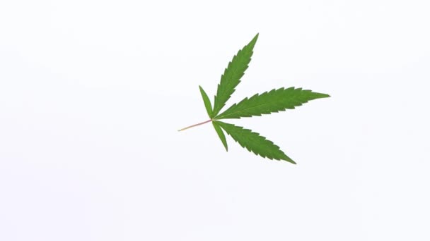Piccola Foglia Cannabis Sfondo Bianco Vista Dall Alto Movimento Del — Video Stock