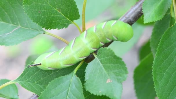 Grüne Raupe Ligusterfalter Sphinx Ligustri Oder Große Braune Falke Raupe — Stockvideo