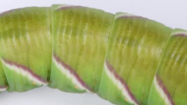 Yeşil tırtıl Privet şahin güvesi (Sphinx ligustri) veya Büyük kahverengi şahin güvesi. Aşırı derecede yakın çekim. Tırtılın iç organlarının nabzı görülebilir. Üst Manzara. 4K UHD video görüntüsü 3840X2160.
