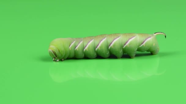 Yeşil Tırtıl Privet Şahin Güvesi Sphinx Ligustri Yeşil Üzerine Kahverengi — Stok video