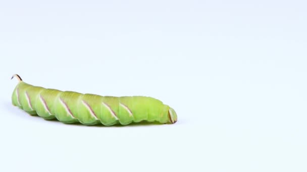 애벌레인 Sphinx Ligustri 커다란 매머드 애벌레가 흰색으로 소름이 돋는다 사이드 — 비디오