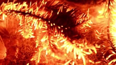 Bir ladin dalı ışıl ışıl yanıyor. Aşırı derecede yakın çekim. Yan görüş. 4K UHD video görüntüsü 3840X2160.