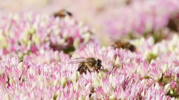 Abeille Miel Nourrissant Fleurs Sedum Vue Latérale Vidéo Uhd 3840X2160 — Video