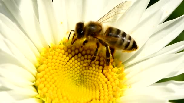 Bee Daisy Flower Bee Collects Nectar Daisy Flowers Inglés Vista — Vídeo de stock