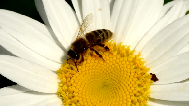 Bee Daisy Flower Bee Collects Nectar Daisy Flowers Inglês Vista — Vídeo de Stock