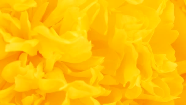 Peonie Abstrato Fundo Amarelo Extrem Close Vista Superior Movimento Loop — Vídeo de Stock