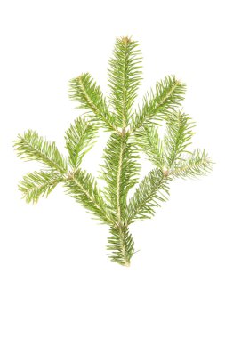 Spruce şubesi beyaz arka planda izole edilmiş. Yüksek çözünürlüklü. Tam alan derinliği. 