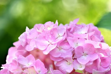 Bahçe arka planında bir buket pembe çiçek ortancası. Yüksek çözünürlüklü. Tam alan derinliği.