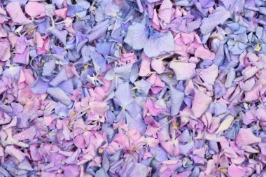 Pembe ve mavi çiçek arkaplanı. Yüksek çözünürlüklü. Tam alan derinliği.