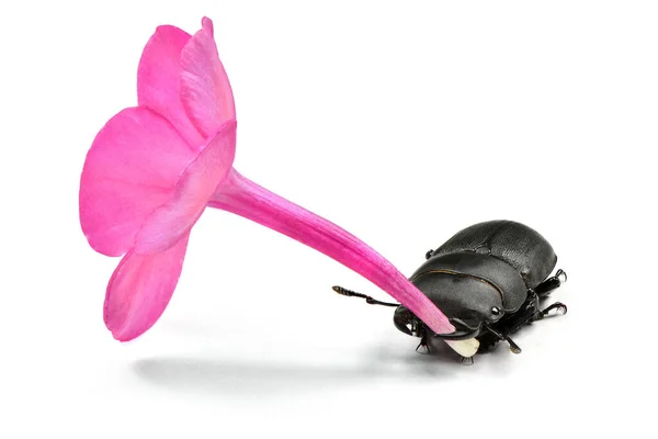 Male Lesser Stag Beetle Dorcus Parallelipipedus Hold Violet Flower Phlox — Stock Photo, Image