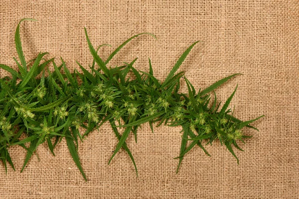 大麻分枝麻布背景 有叶子和花的大麻 高分辨率照片 实地的全部深度 — 图库照片