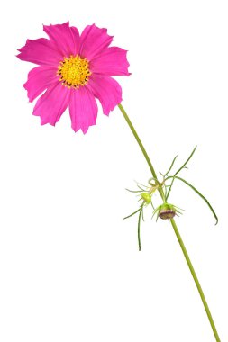 Beyaz arka planda izole edilmiş pembe kozmos çiçekleri. Yüksek çözünürlüklü. Tam alan derinliği.