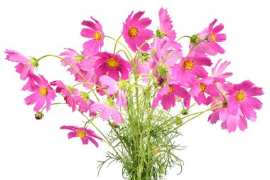 Beyaz arka planda izole edilmiş pembe kozmos çiçeği buketi. Yüksek çözünürlüklü. Tam alan derinliği.