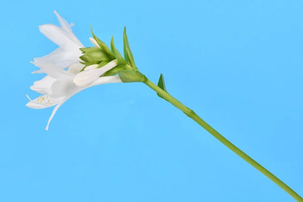 Hosta Plantaginea Plantain Lily Isolated Blue Background High Resolution Photo — Stock Photo, Image