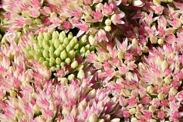 Muchas Delicadas Flores Color Rosa Sedum Stonecrop Fluye Hojas Verdes —  Fotos de Stock