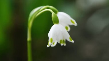 Kar damlaları rüzgarda sallanır. Bahar arka planı. Yan görüş. 4K UHD video görüntüsü 3840X2160.