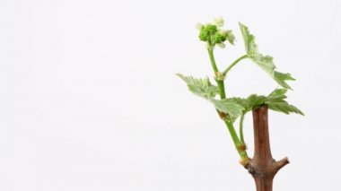 Beyaz üzümlü taze filizler. Yan görüş. 4K UHD video görüntüsü 3840X2160.