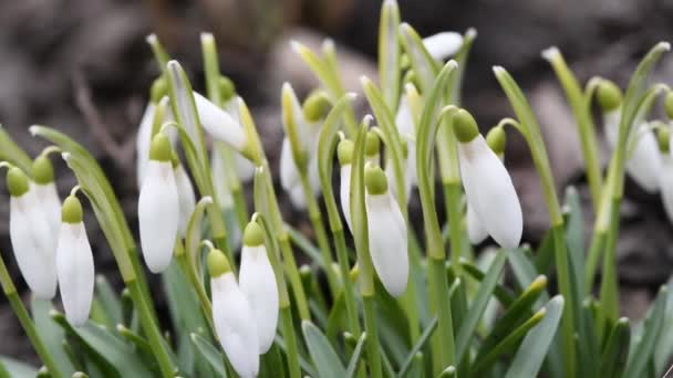 Las Flores Gota Nieve Balancean Viento Cámara Mueve Suavemente Mostrando — Vídeos de Stock