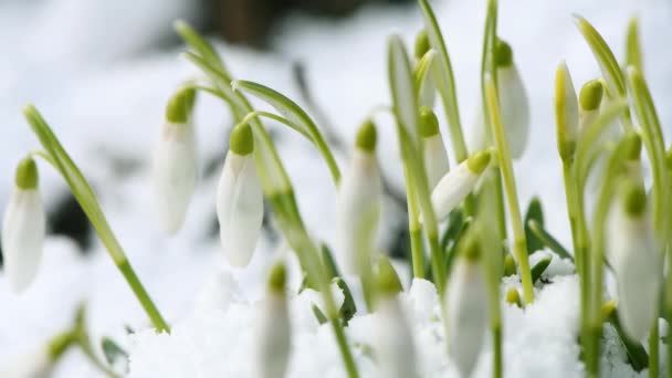 Snowdrop Flowers Snow Sway Wind Side View Uhd Video Footage — Stock Video