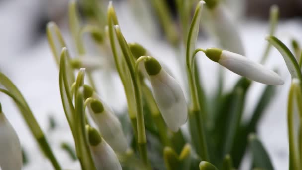 Квіти Снігу Снігопаді Вітрі Вид Збоку Відеозапис Uhd 3840X2160 — стокове відео