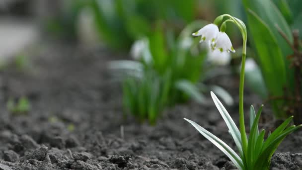 Квіти Снігу Пливуть Вітрі Весняний Фон Вид Збоку Відеозапис Uhd — стокове відео