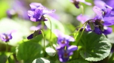 Viola riviniana, Mor Köpek, Violaceae. Baharda vahşi bitkiler hakkında bir video. Yan görüş. 4K UHD video görüntüsü 3840X2160.