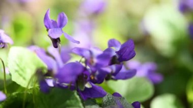 Viola riviniana, Mor Köpek, Violaceae. Baharda vahşi bitkiler hakkında bir video. Yan görüş. 4K UHD video görüntüsü 3840X2160.