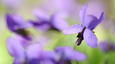 Viola riviniana, Mor Köpek, Violaceae. Baharda vahşi bitkiler hakkında bir video. Yan görüş. 4K UHD video görüntüsü 3840X2160.