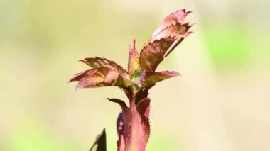 Genç gül yaprakları rüzgarda sallanıyor. Baharda vahşi bitkiler hakkında bir video. Yan görüş. 4K UHD video görüntüsü 3840X2160.