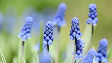 Blue muscari flowers or mouse hyacinth in spring. Blue flowers sway in the wind. Side view. 4K UHD video footage 3840X2160.