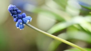 Blue muscari flowers or mouse hyacinth in spring. Blue flowers sway in the wind. Side view. 4K UHD video footage 3840X2160.
