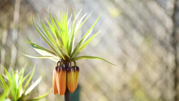 Fritillaria Imperialis Весеннее Летнее Цветущее Растение Апельсиновые Цветы Качаются Ветру — стоковое видео