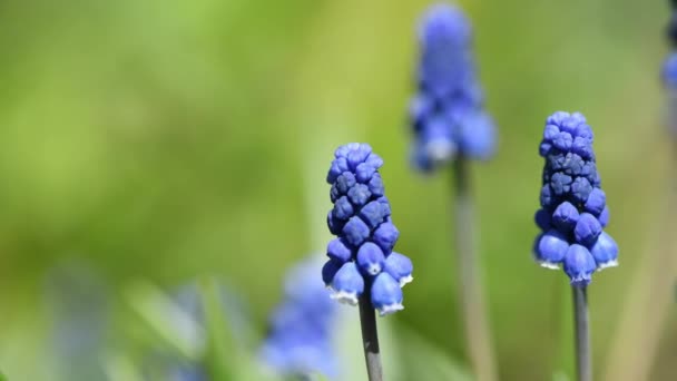 Blå Muscari Blommor Eller Mus Hyacint Våren Blå Blommor Svajar — Stockvideo