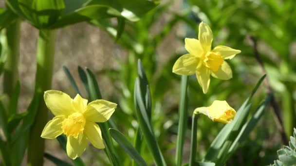 Yellow Daffodil Flowers Spring Yellow Flowers Sway Wind Side View — Vídeo de Stock