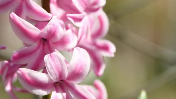 Rózsaszín Jácintvirág Tavasszal Rózsaszín Virágok Lengenek Szélben Oldalnézetből Extrém Közelkép — Stock videók