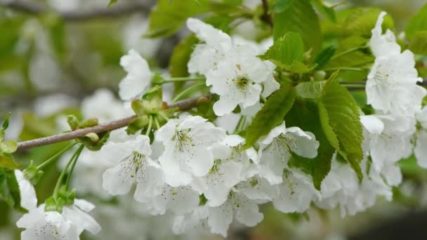 Flores Cerezo Primavera Las Flores Blancas Balancean Viento Vista Lateral — Vídeo de stock