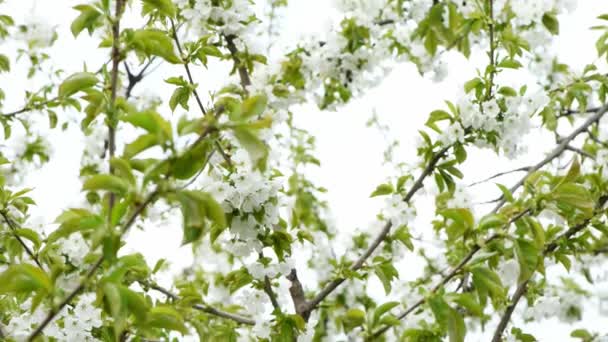 Kräuterblüten Frühling Weiße Blumen Wiegen Sich Wind Seitenansicht Extreme Nahaufnahme — Stockvideo