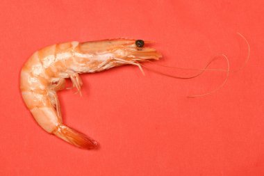 Beyazın üzerinde mükemmel bir rötuş yapılmış karides. Yüksek çözünürlüklü. Tam alan derinliği.