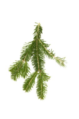 Spruce şubesi beyaz arka planda izole edilmiş. Yüksek çözünürlüklü. Tam alan derinliği. 