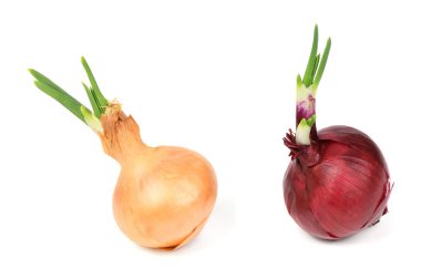 Beyaz arka planda taze soğan izole edilmiş. Filizlenmiş kırmızı ve sarı soğan. Yüksek çözünürlüklü. Tam alan derinliği.