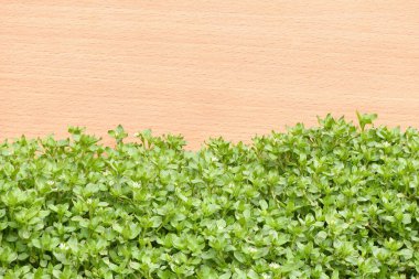 Chickweed, Stellaria medyası ahşap arka planda. Bitkiler yıllık ve zayıf ince gövdeleri ile 40 cm 'ye kadar uzuyor. Yüksek çözünürlüklü. Tam alan derinliği.
