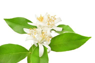 Beyaz arka planda izole edilmiş taze limon çiçeği. Yüksek çözünürlüklü. Tam alan derinliği.