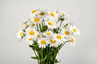 Beyaz arka planda izole edilmiş bir buket papatya çiçeği. Yüksek çözünürlüklü. Tam alan derinliği.