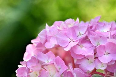 Bahçe arka planında bir buket pembe çiçek ortancası. Yüksek çözünürlüklü. Tam alan derinliği.