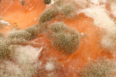 Küf aşırı yakın çekim. Makro küf iğnesi. Yan görüş. Küf, çok hücreli lifler şeklinde büyüyen bir mantardır. Yüksek çözünürlüklü. Tam alan derinliği.