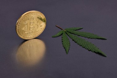 Siyah arka planda izole edilmiş bitcoin ile yeşil marihuana esrarı filizleniyor. Yüksek çözünürlüklü. Tam alan derinliği.
