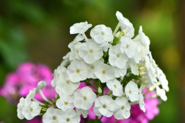 Grarden arka planında bulunan beyaz feniks (Phlox douglasii) çiçeğini kapatın. Yüksek çözünürlüklü fotoğraf