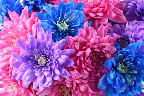 Kimppu Vaaleanpunainen Sininen Violetti Krysanteemi Kukka Korkean Resoluution Kuva Kentän — kuvapankkivalokuva