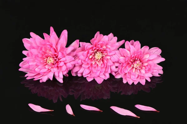 Flor Crisântemo Rosa Chrysanthemum Indicum Isolada Sobre Fundo Preto Acrílico — Fotografia de Stock