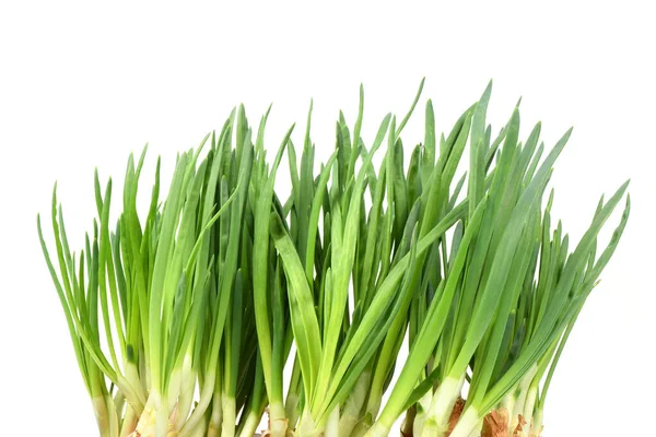 Leaf Green Onion Spring Onion Scallion High Resolution Photo Full — Stock Photo, Image